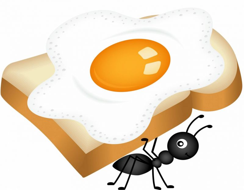 مواد طبيعية لمكافحة النمل بالمنزل