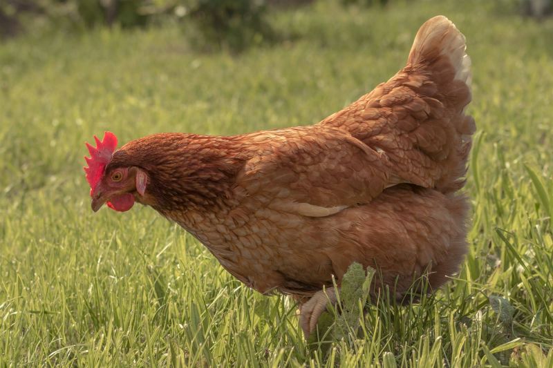 لإساءة معاملة الدجاج … شركة أمريكية تفصل 10 من موظفيها
