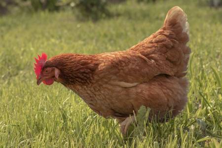 لإساءة معاملة الدجاج … شركة أمريكية تفصل 10 من موظفيها