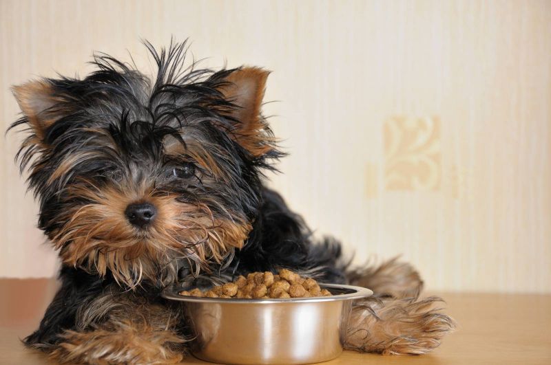 متذوق طعام الكلاب يصل راتبه السنوي 117 ألف دولار … أغرب 6 وظائف بمجال التغذية