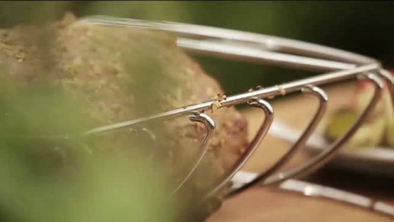 ريب آي مشوي